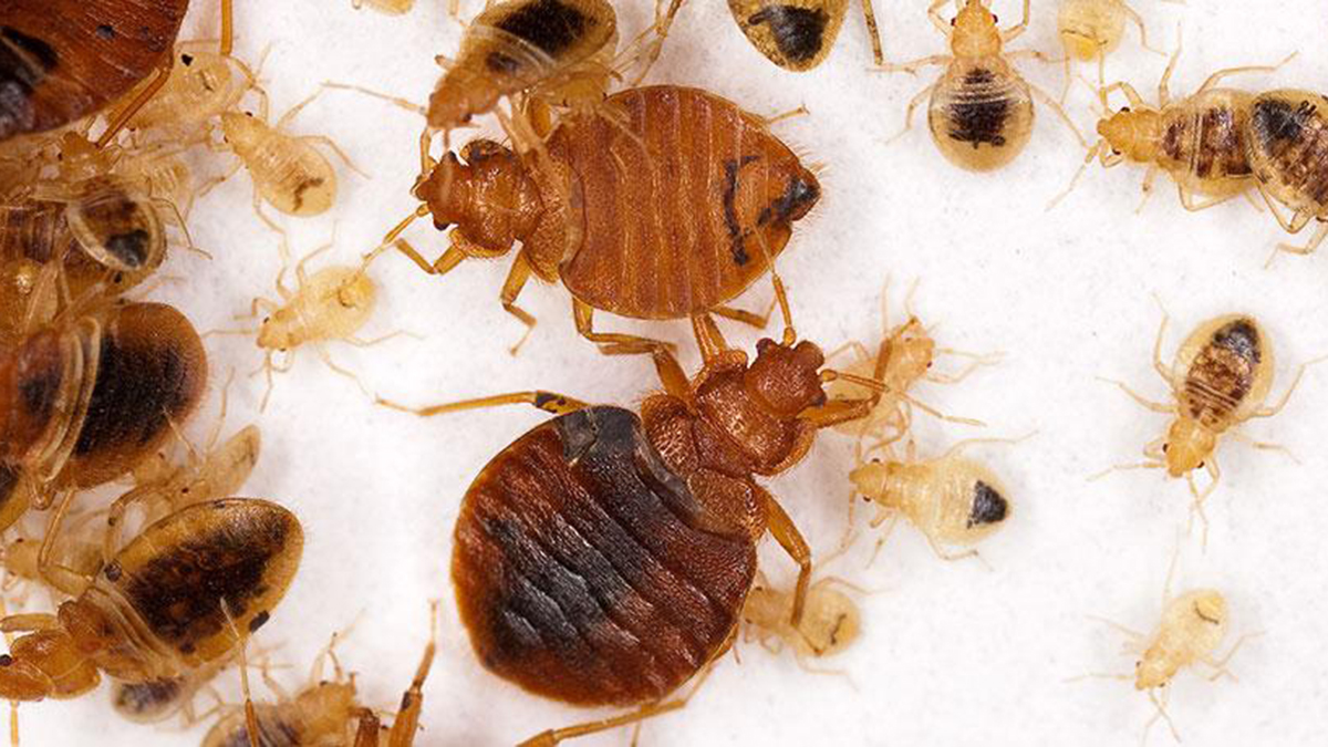 bed bugs