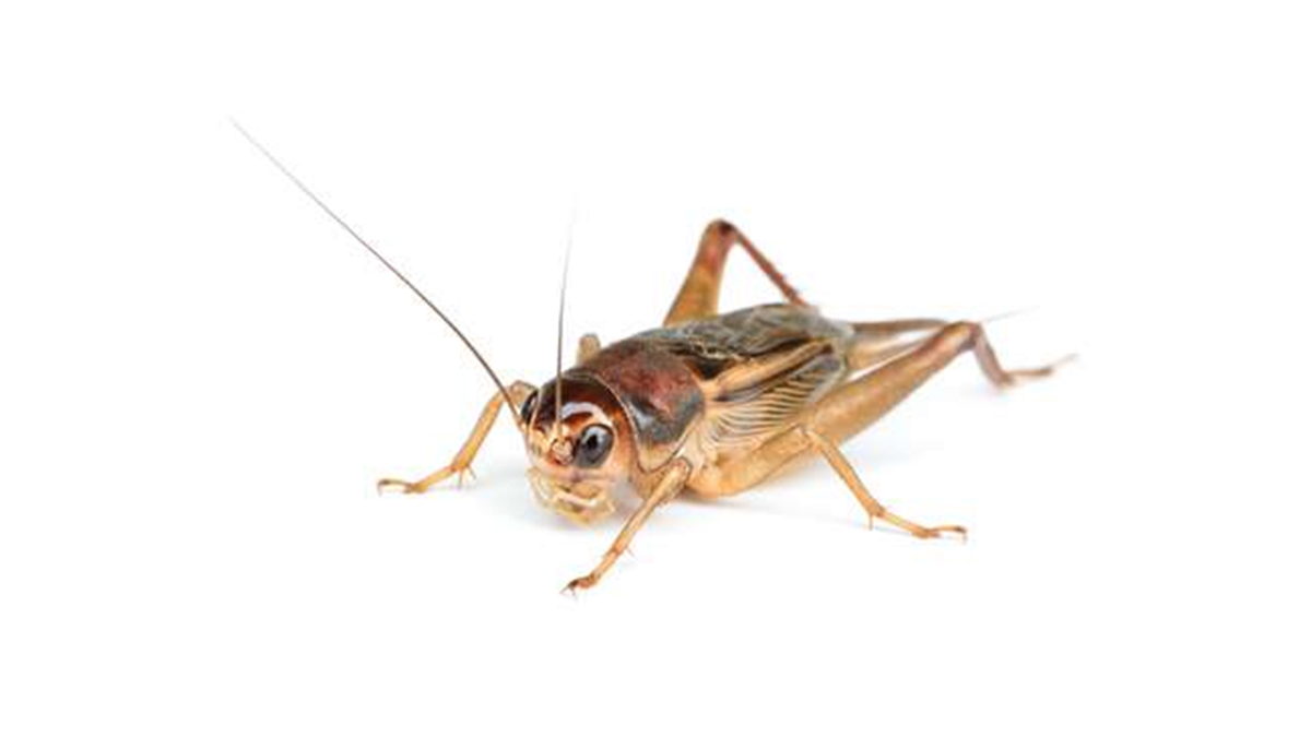 cricket pest control