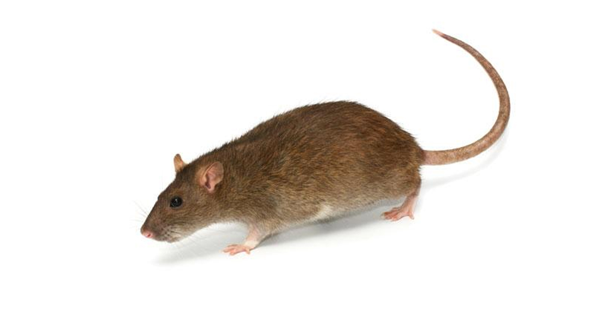 rodent